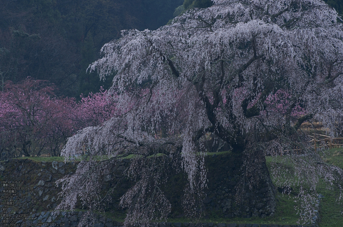 又兵衛桜（大宇陀）_2013yaotomi_2s.jpg