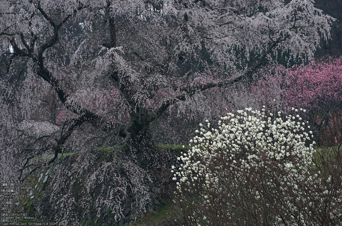 又兵衛桜（大宇陀）_2013yaotomi_5s.jpg