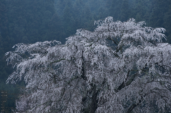 又兵衛桜（大宇陀）_2013yaotomi_7s.jpg