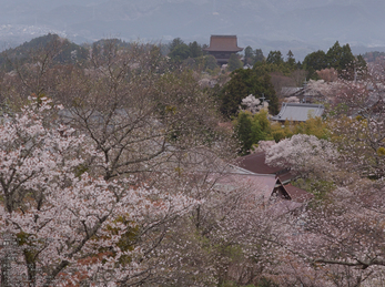 吉野山(下千本)_2013yaotomi_10s.jpg