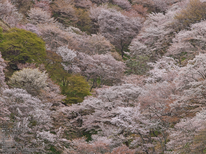 吉野山(下千本)_2013yaotomi_13s.jpg