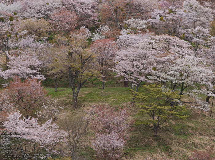 吉野山(下千本)_2013yaotomi_15s.jpg