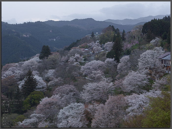 吉野山(下千本)_2013yaotomi_1st.jpg