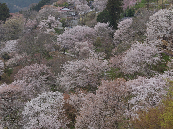 吉野山(下千本)_2013yaotomi_2s.jpg