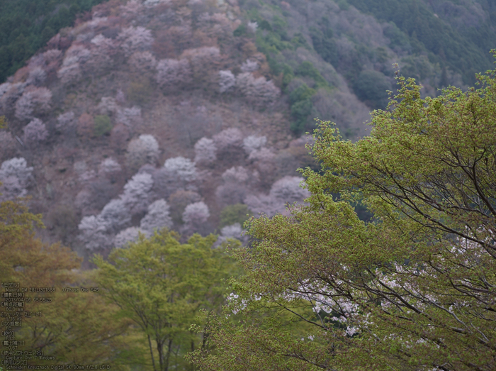 吉野山(下千本)_2013yaotomi_3s.jpg