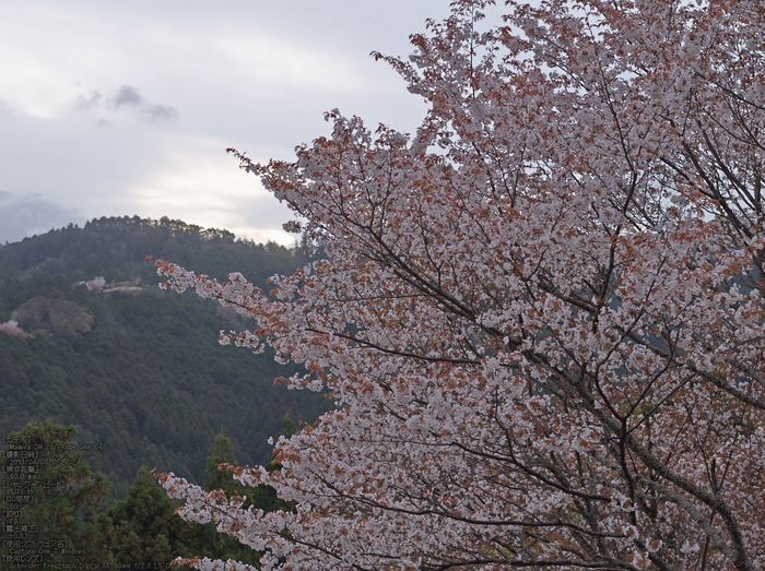 吉野山(下千本)_2013yaotomi_5s.jpg