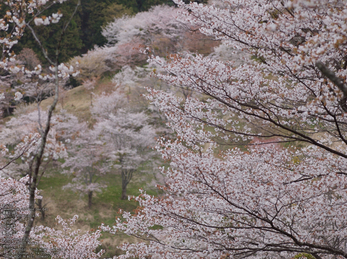 吉野山(下千本)_2013yaotomi_7s.jpg