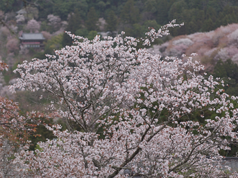 吉野山(下千本)_2013yaotomi_8s.jpg