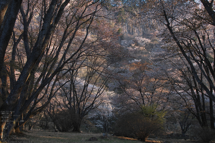 屏風岩公園の桜(SD1m)_2013yaotomi_10s.jpg