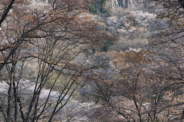 屏風岩公園の桜(SD1m)_2013yaotomi_12s.jpg
