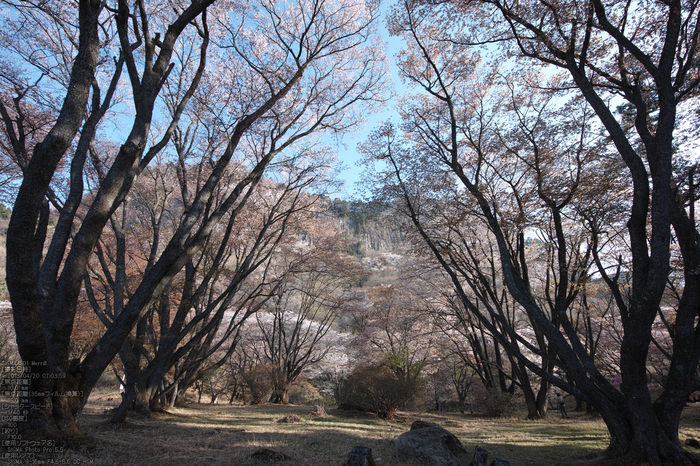 屏風岩公園の桜(SD1m)_2013yaotomi_13s.jpg