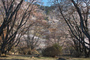 屏風岩公園の桜(SD1m)_2013yaotomi_21f.jpg