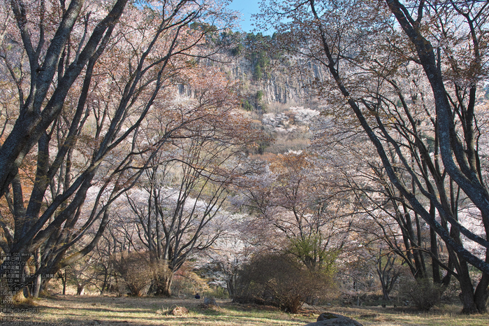 屏風岩公園の桜(SD1m)_2013yaotomi_21s.jpg