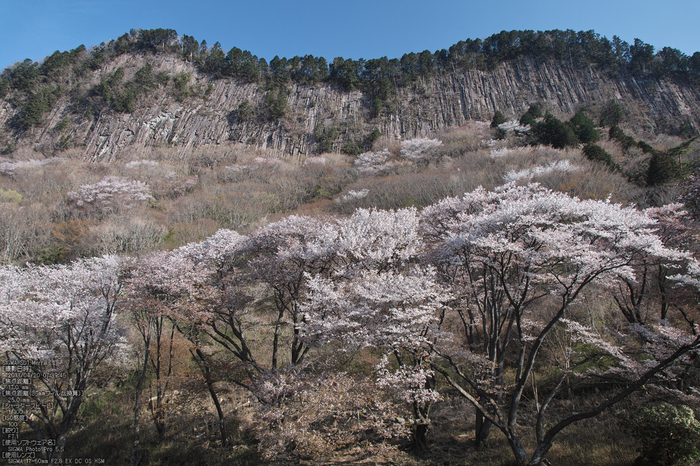 屏風岩公園の桜(SD1m)_2013yaotomi_25s.jpg