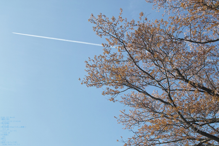 屏風岩公園の桜(SD1m)_2013yaotomi_27s.jpg