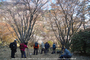 屏風岩公園の桜(SD1m)_2013yaotomi_28ss.jpg