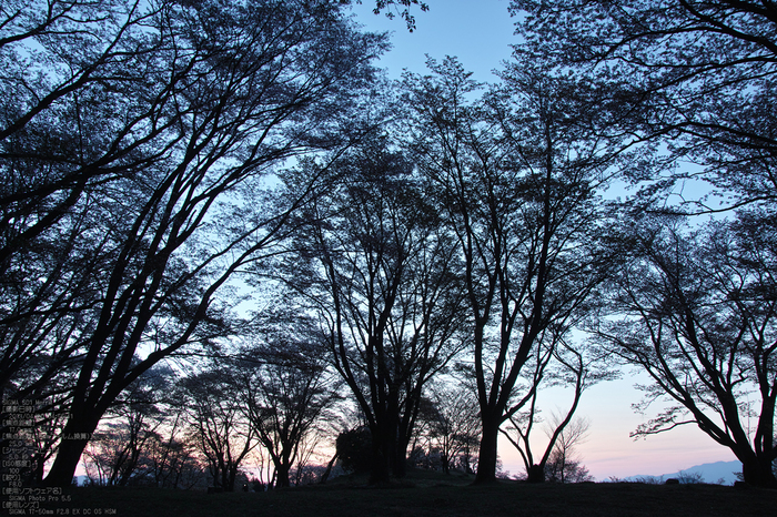 屏風岩公園の桜(SD1m)_2013yaotomi_2s.jpg