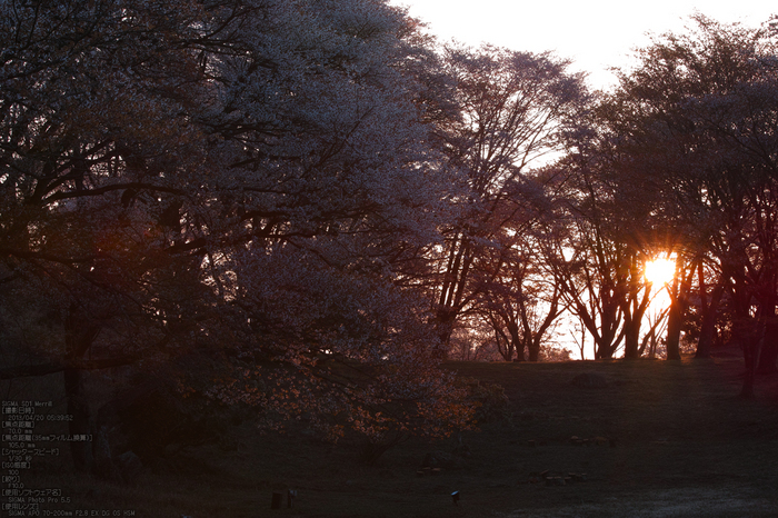 屏風岩公園の桜(SD1m)_2013yaotomi_6s.jpg