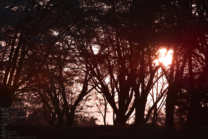 屏風岩公園の桜(SD1m)_2013yaotomi_7s.jpg