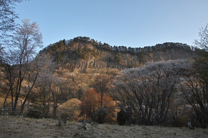 屏風岩公園の桜(SD1m)_2013yaotomi_8s.jpg