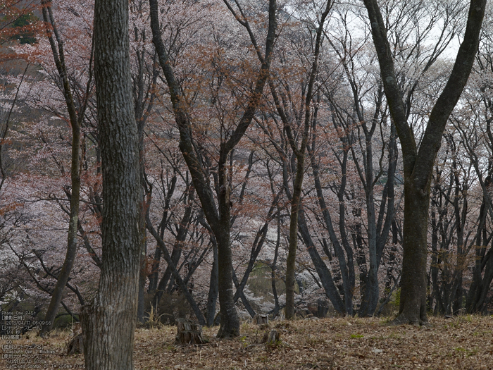 屏風岩公苑の桜_2013yaotomi_13s.jpg