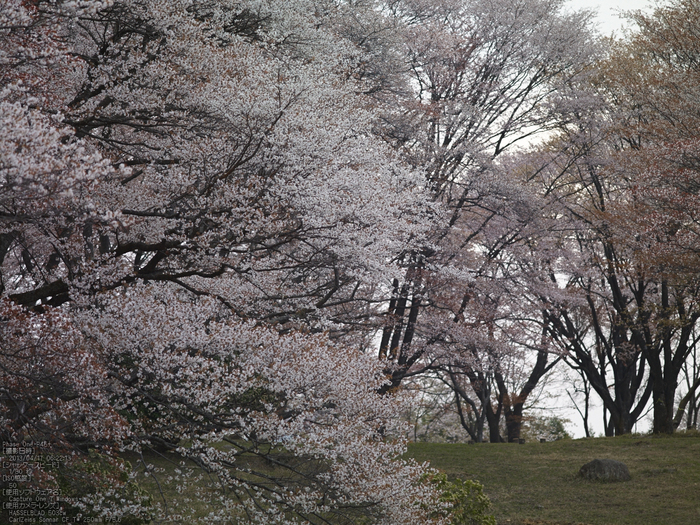 屏風岩公苑の桜_2013yaotomi_15s.jpg