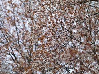 屏風岩公苑の桜_2013yaotomi_16s.jpg