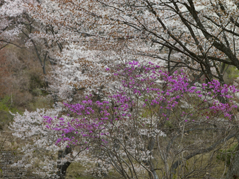 屏風岩公苑の桜_2013yaotomi_17s.jpg