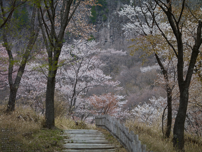 屏風岩公苑の桜_2013yaotomi_23s.jpg