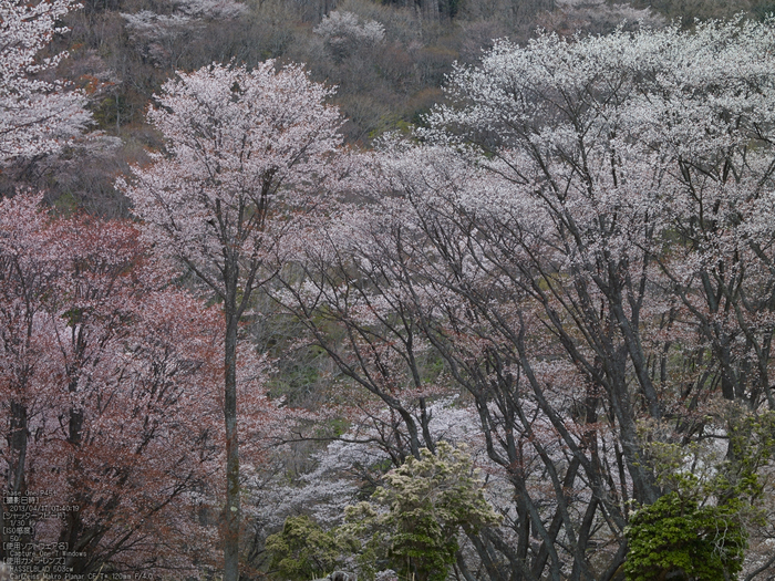 屏風岩公苑の桜_2013yaotomi_25s.jpg