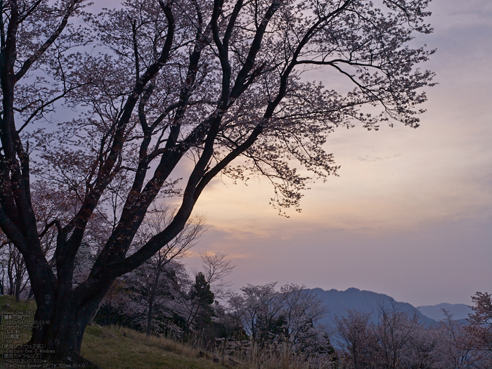 屏風岩公苑の桜_2013yaotomi_5s.jpg