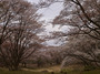 屏風岩公苑の桜_2013yaotomi_8f.jpg