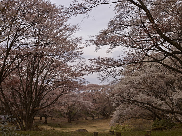 屏風岩公苑の桜_2013yaotomi_8s.jpg