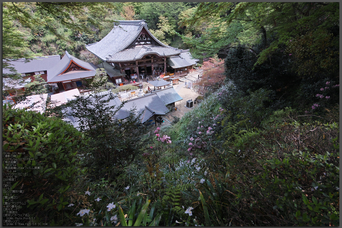 岡寺の石楠花_2013yaotomi_1st.jpg