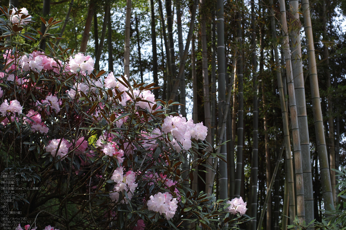 岡寺の石楠花_2013yaotomi_2s.jpg