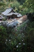 岡寺の石楠花_2013yaotomi_30f.jpg