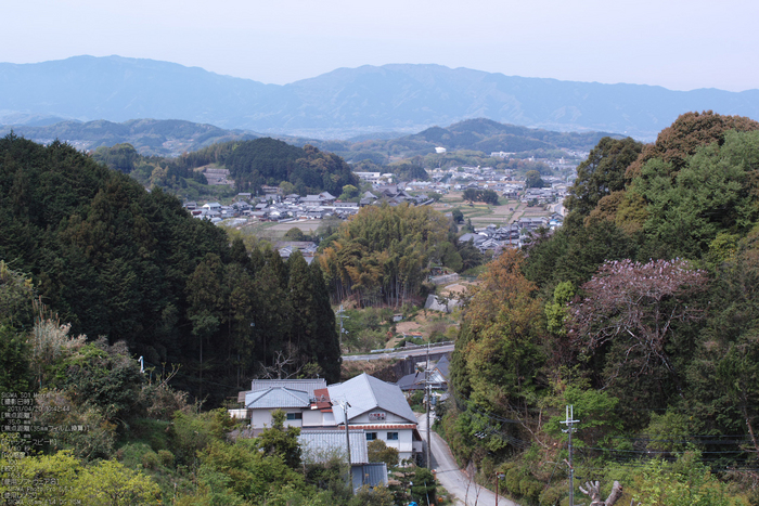 岡寺の石楠花_2013yaotomi_33s.jpg