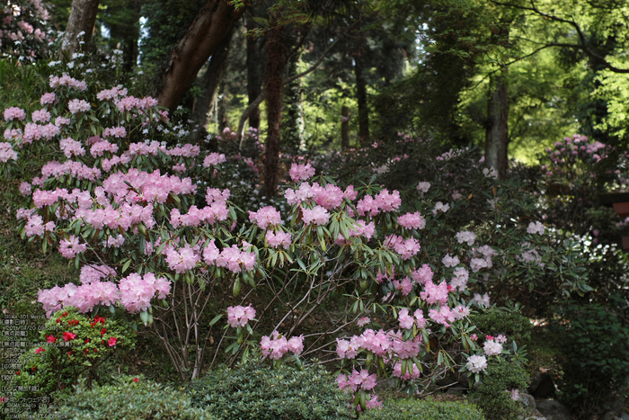 岡寺の石楠花_2013yaotomi_8s.jpg