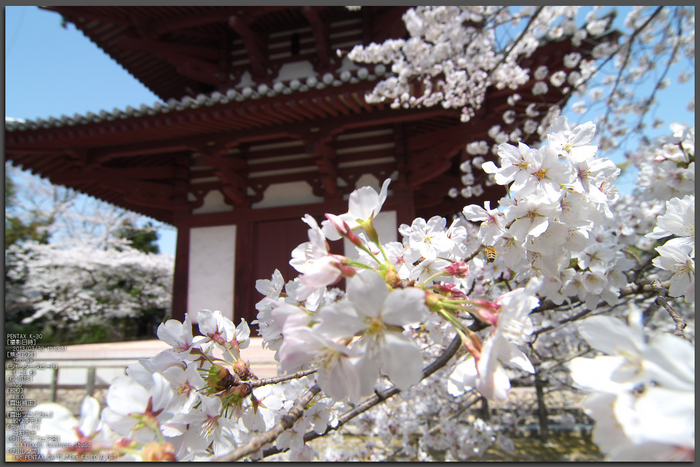 法輪寺_桜_2013yaotomi_1st.jpg