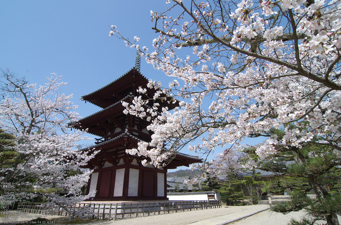 法輪寺_桜_2013yaotomi_2s.jpg