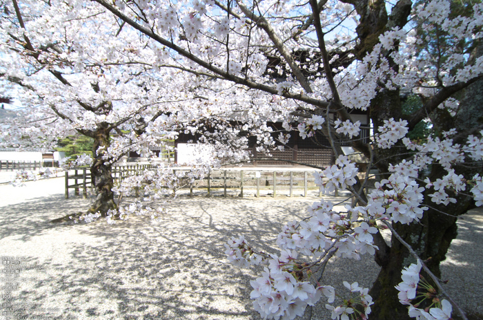 法輪寺_桜_2013yaotomi_5s.jpg