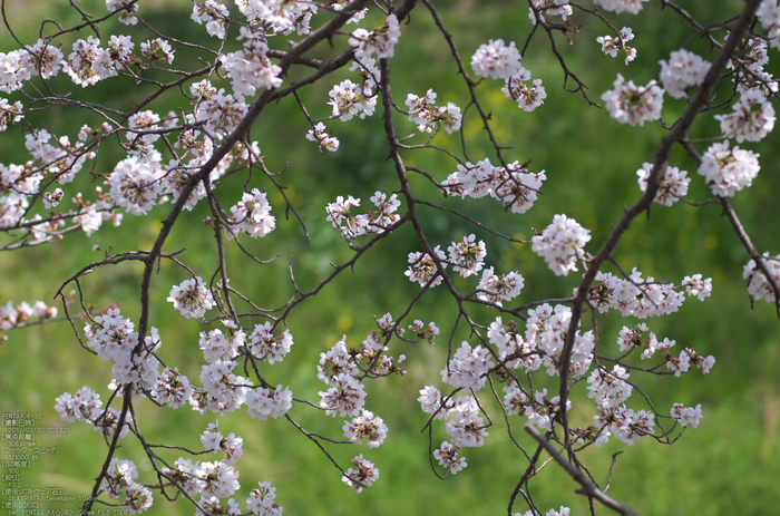 箸尾(高田川)_桜_2013yaotomi_10s.jpg