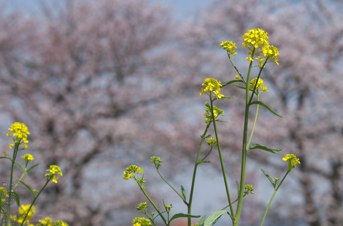 箸尾(高田川)_桜_2013yaotomi_12s.jpg