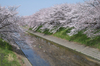 箸尾(高田川)_桜_2013yaotomi_13s.jpg