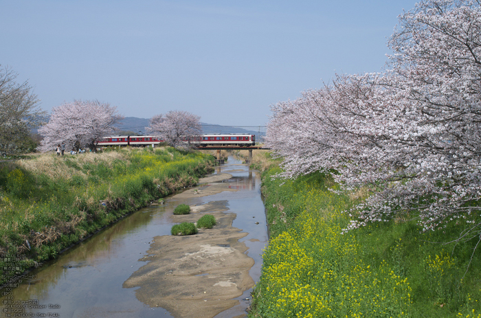 箸尾(高田川)_桜_2013yaotomi_16s.jpg