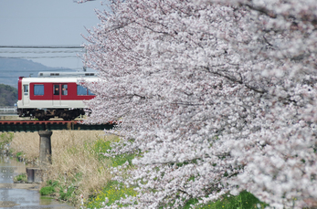 箸尾(高田川)_桜_2013yaotomi_18s.jpg