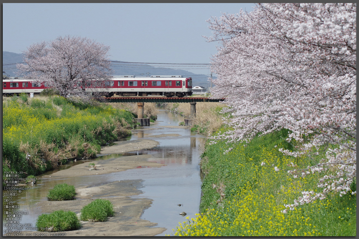 箸尾(高田川)_桜_2013yaotomi_1st.jpg