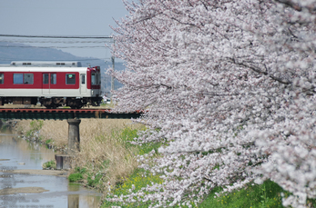 箸尾(高田川)_桜_2013yaotomi_20s.jpg