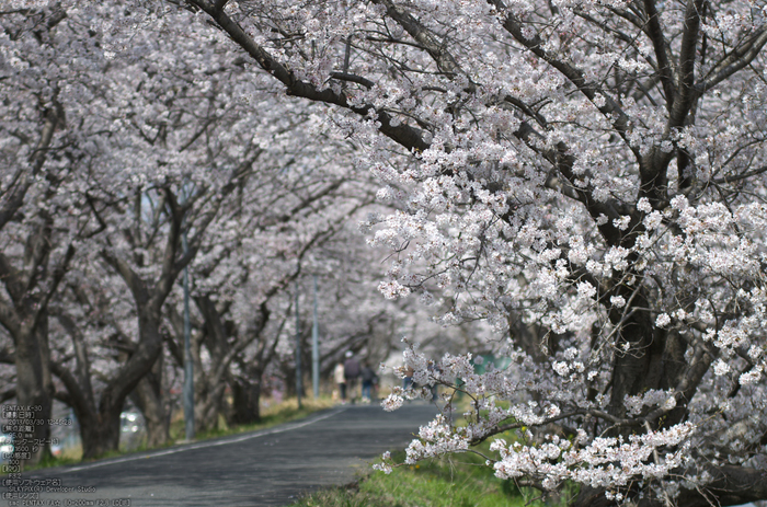 箸尾(高田川)_桜_2013yaotomi_5s.jpg