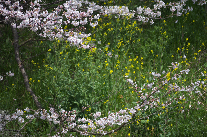 箸尾(高田川)_桜_2013yaotomi_6s.jpg